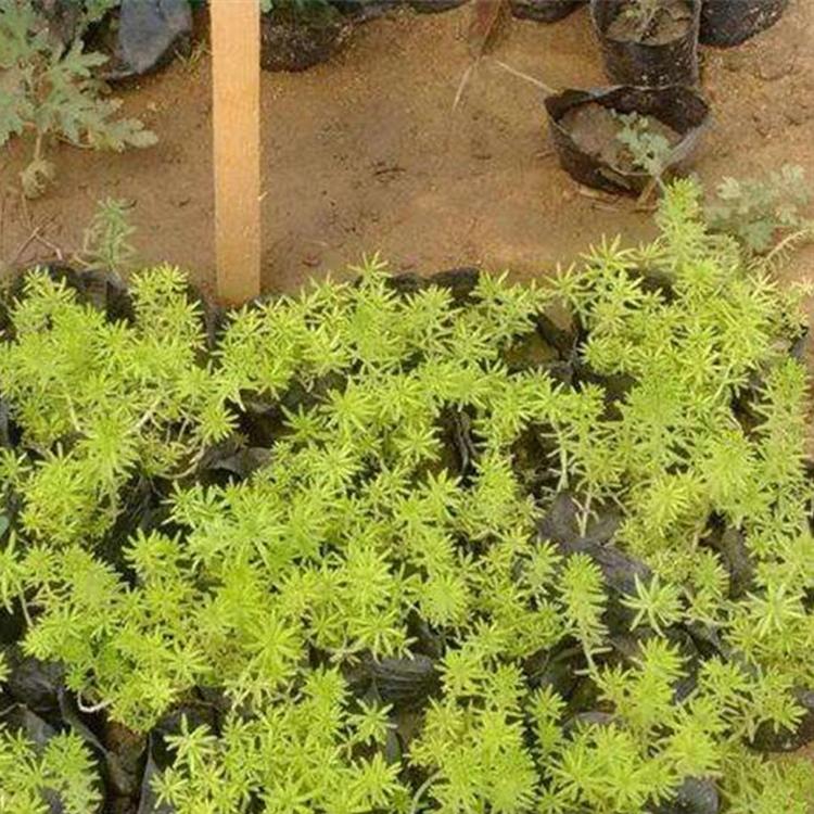 地被佛甲草 青州草花种植 金叶佛甲草供货商
