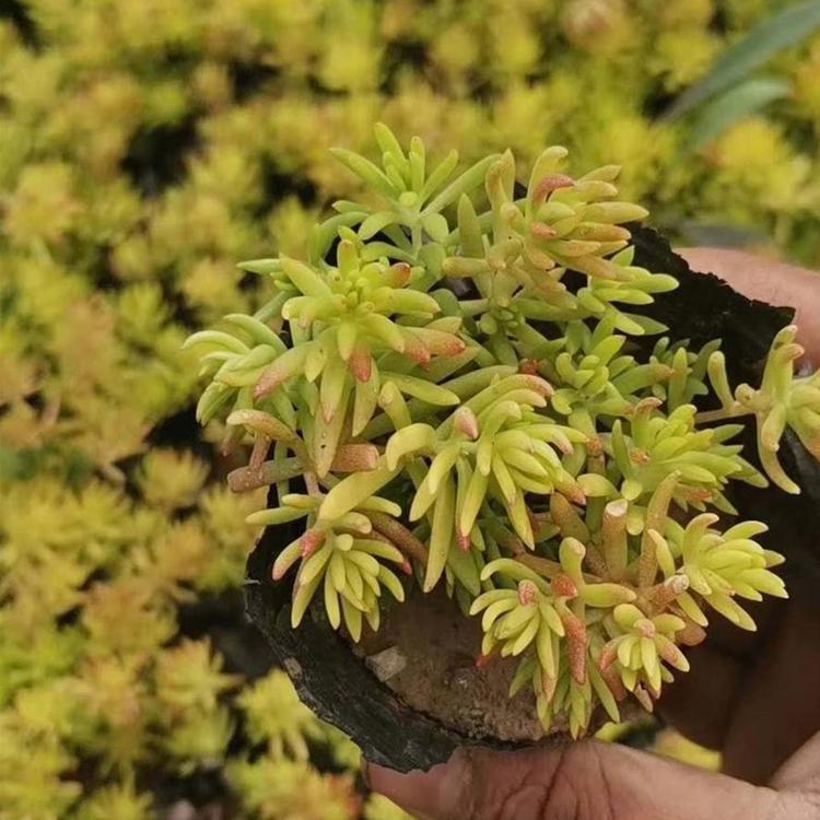 草花基地供应 佛甲草小苗 长势好 适应性较强