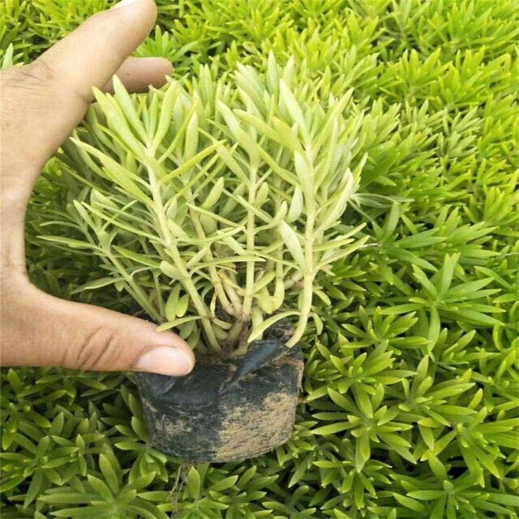 佛甲草 批发基地 佛甲草销售