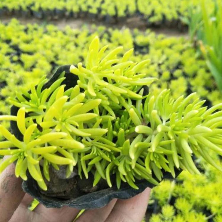 批发基地 佛甲草小苗 山东草花 佛甲草小苗供应商