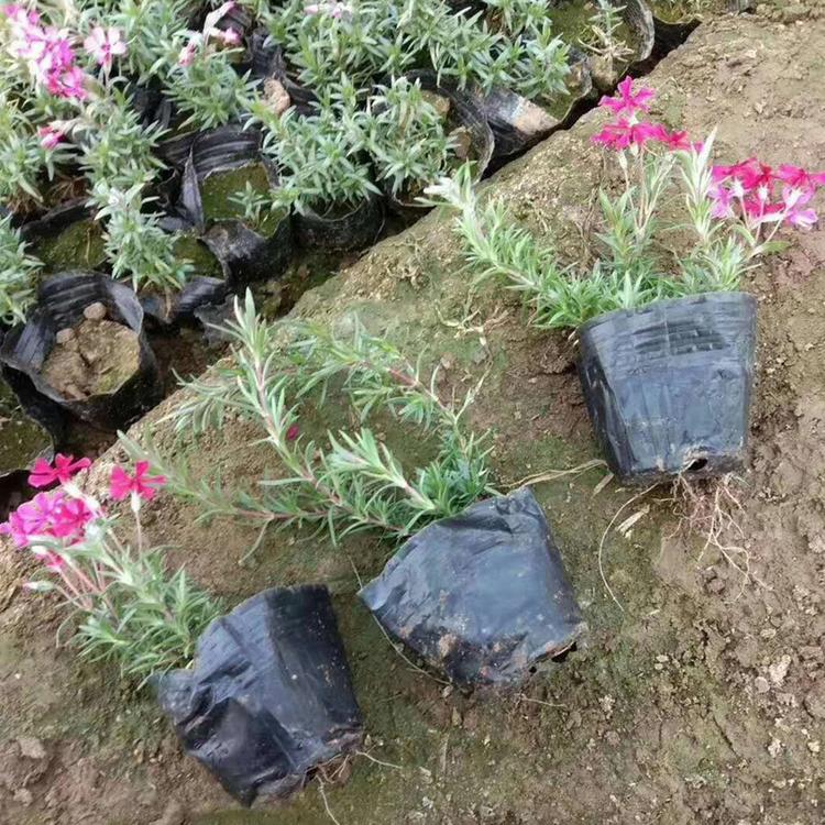 福禄考直销 大量直销 耐寒草花批发