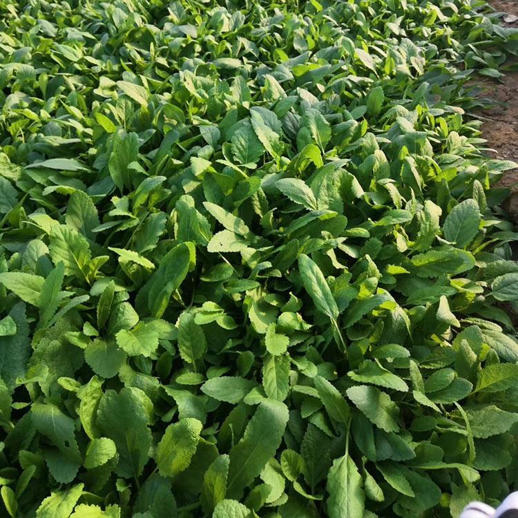 鼠尾草小苗销售 量大优惠 山东鼠尾草小苗