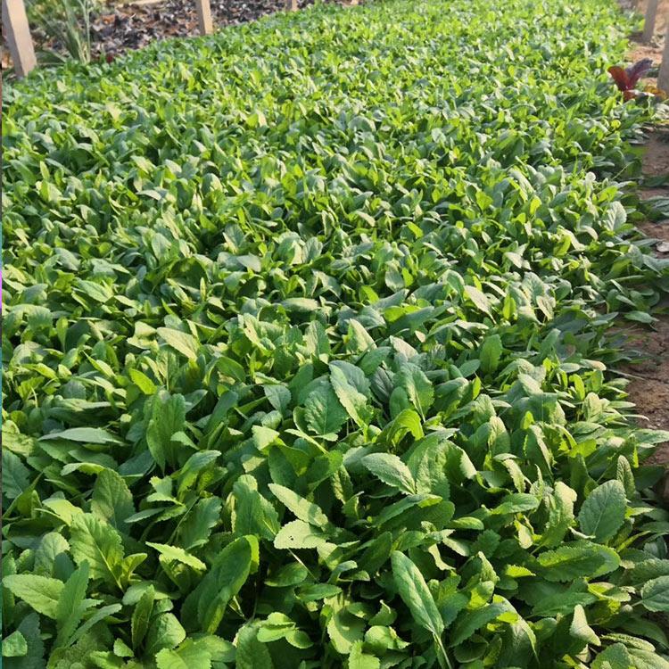 鼠尾草批发 量大优惠 青州鼠尾草