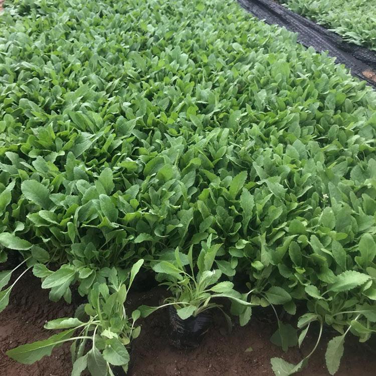 宿根鼠尾草供应商 量大优惠 山东宿根鼠尾草
