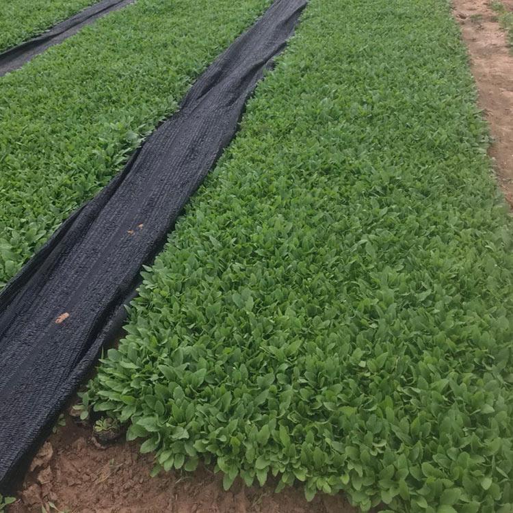 宿根鼠尾草 直销好苗 青州宿根鼠尾草报价