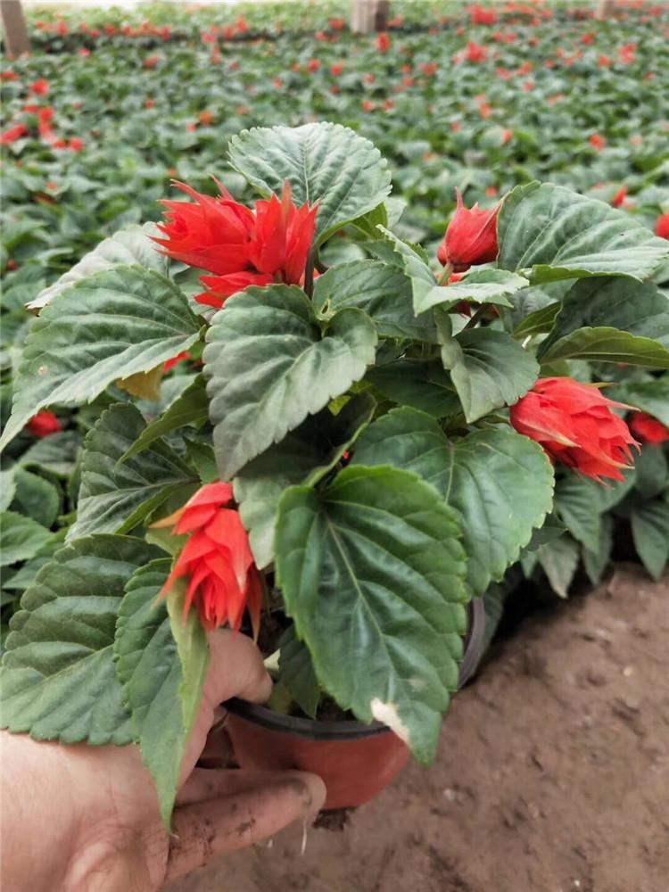 一串红行情 苗圃供应现货 草花基地