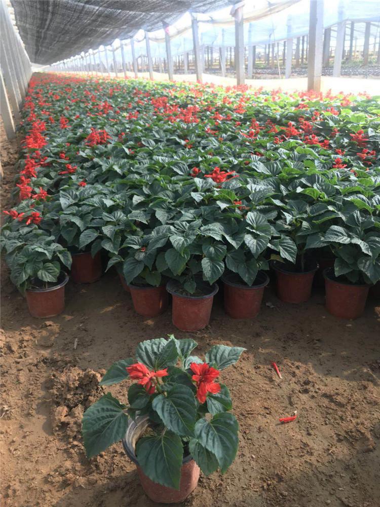 一串红直销 基地直售 草花基地