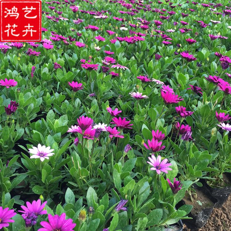 现苗发车 万寿菊小苗 山东草花 万寿菊小苗报价