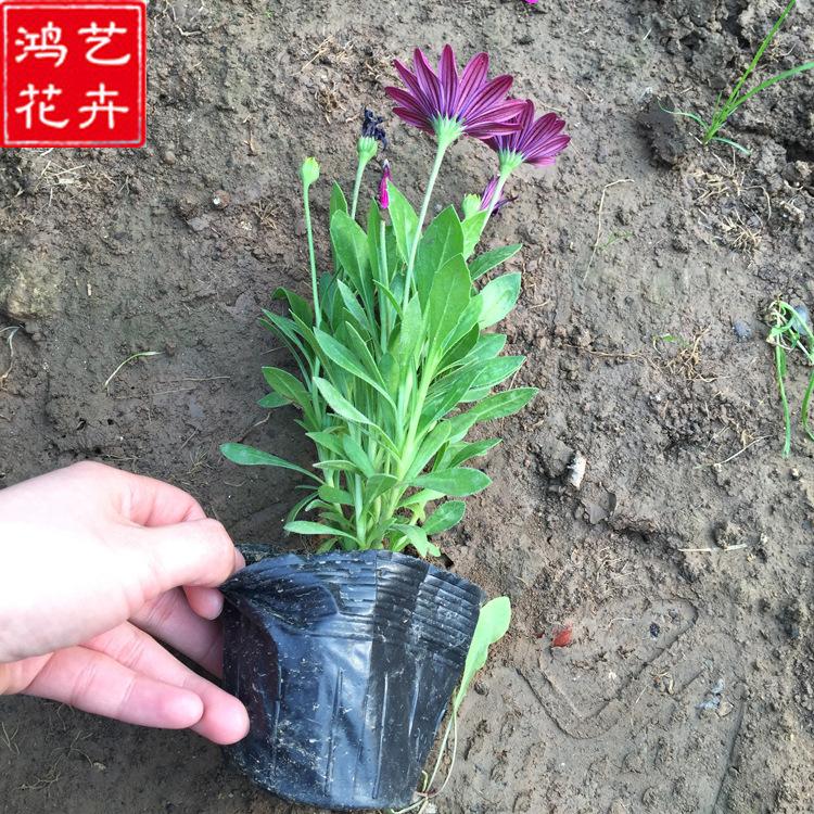 大量批发 万寿菊小苗 山东草花 万寿菊小苗供应商