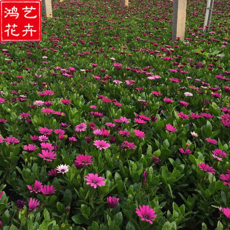 苗圃直供 万寿菊小苗 山东草花 万寿菊小苗种植基地