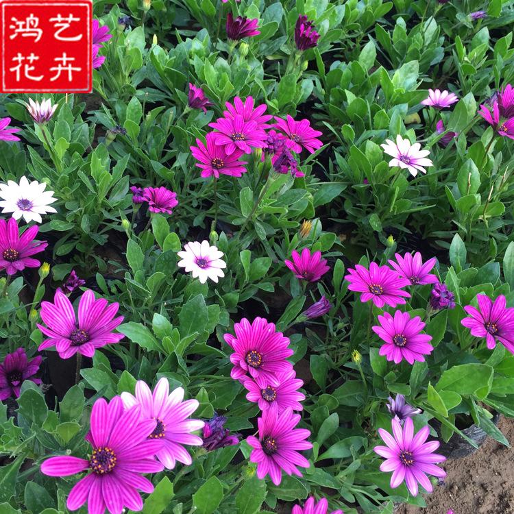 基地直销 万寿菊 山东草花 万寿菊批发