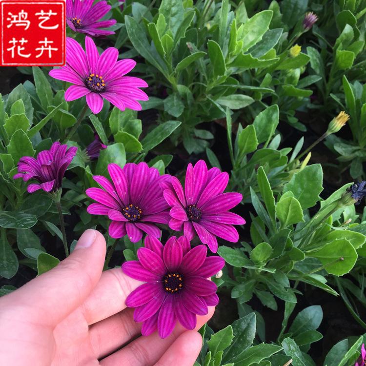 万寿菊直销