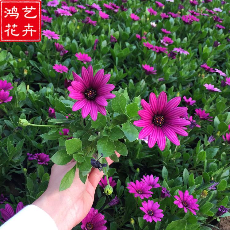 苗圃直供 万寿菊小苗 山东草花 万寿菊小苗基地