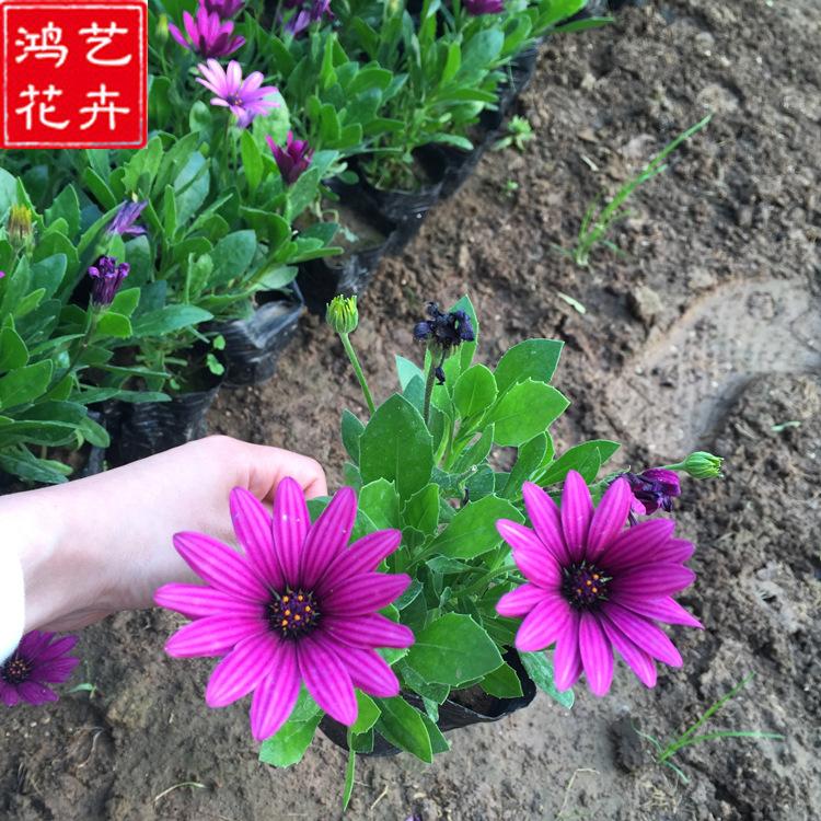 苗圃直供 万寿菊小苗 时令草花 万寿菊小苗批发