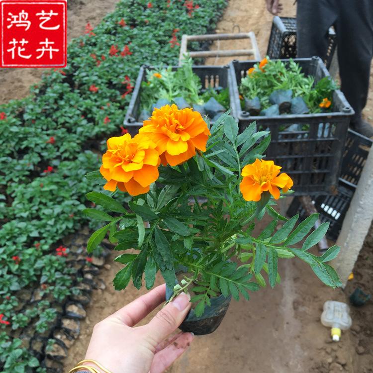 观赏花卉 青州孔雀草杯苗 孔雀草杯苗报价