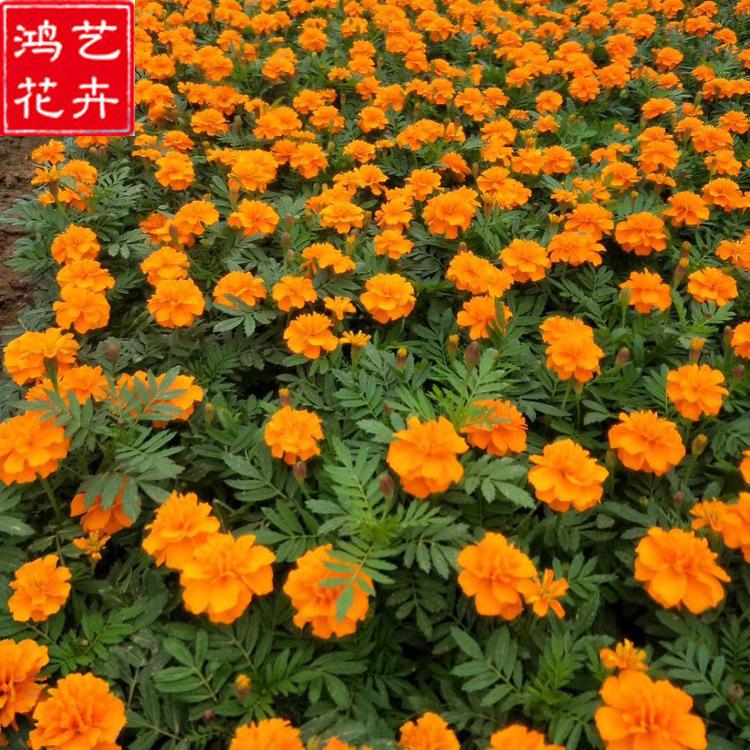 开花草花 青州孔雀草 孔雀草供应商