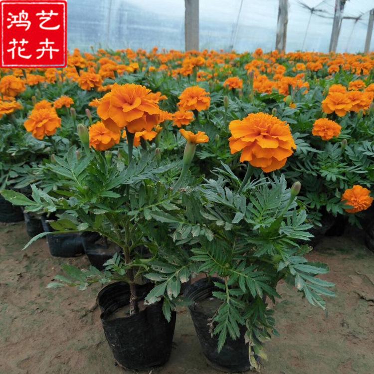 观赏花卉 青州孔雀草 孔雀草销售