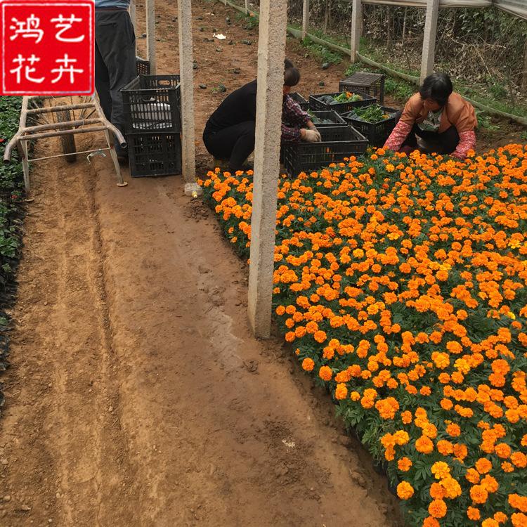 孔雀草小苗种植基地 青州孔雀草小苗 多年生草本植物