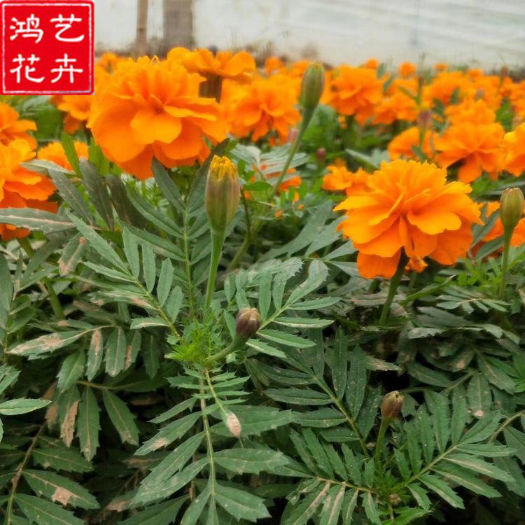 孔雀草杯苗种植基地 山东孔雀草杯苗 多年生草本植物
