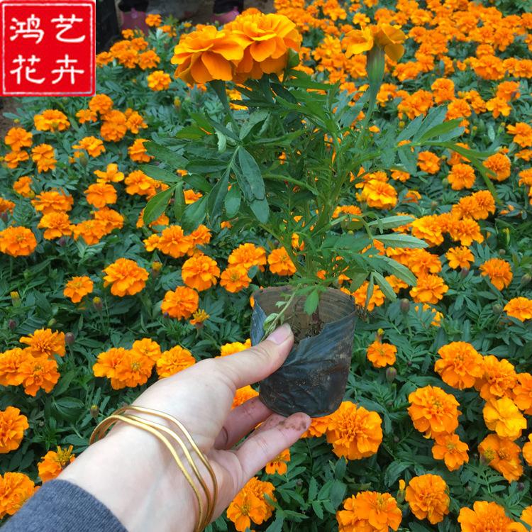 多年生草本植物 青州孔雀草杯苗 孔雀草杯苗供货商