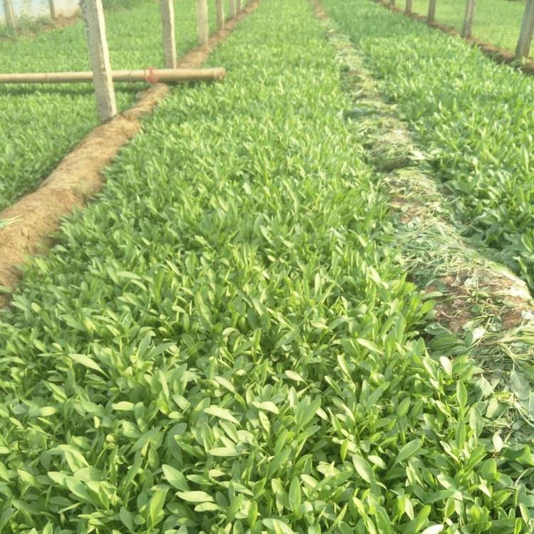 青州黑心菊基地_黑心菊价格