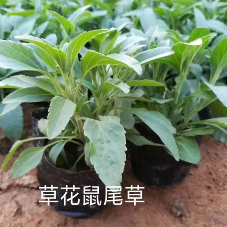 地被鼠尾草_地被鼠尾草价格
