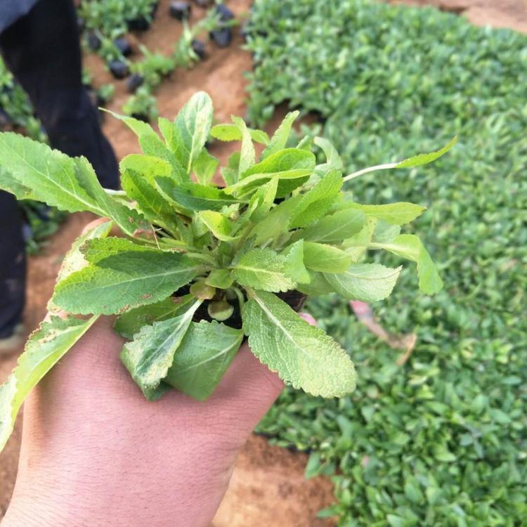 青州鼠尾草_鼠尾草价格_鼠尾草花海景观