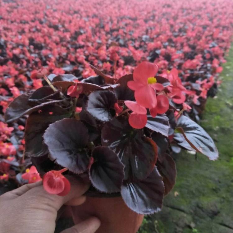 青州基地四季海棠_四季海棠价格