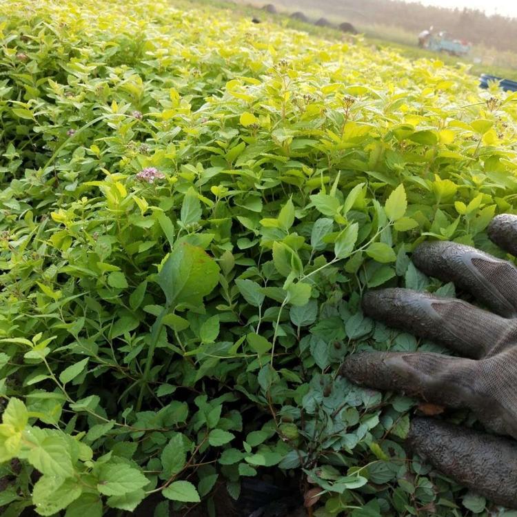 金焰绣线菊  金焰绣线菊基地    金焰绣线菊价格