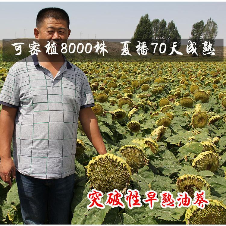 夏播早熟油葵套种向日葵花籽种子矮棵70天80天抗菌核抗烂盘耐雨抗天数短重盐碱地油葵花向日葵伏播夏季矮大头籽种子