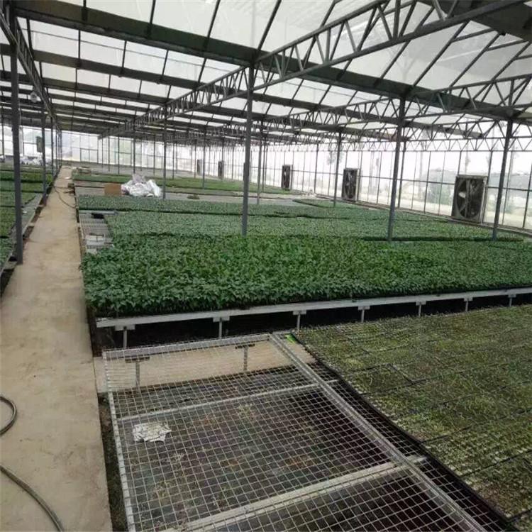 玻璃温室大棚-玻璃温室建设-温室制造