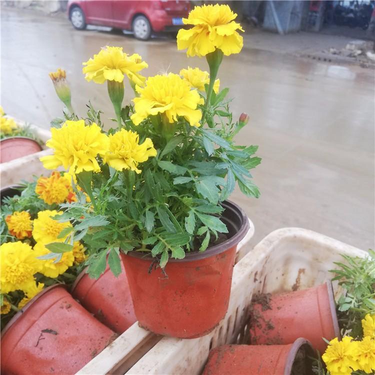 孔雀草小苗 启诺直供 青州草花 孔雀草小苗种植基地