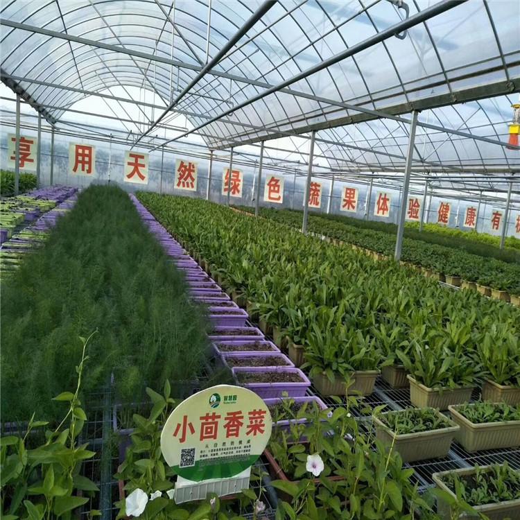温室大棚建设-温室大棚厂家