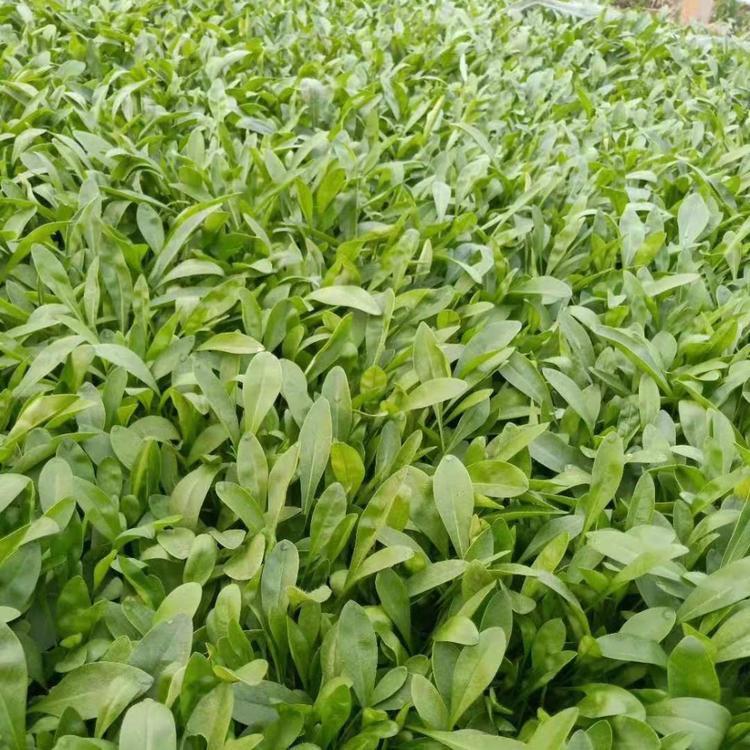 草花苗木供应商 金鸡菊 金鸡菊批发价格