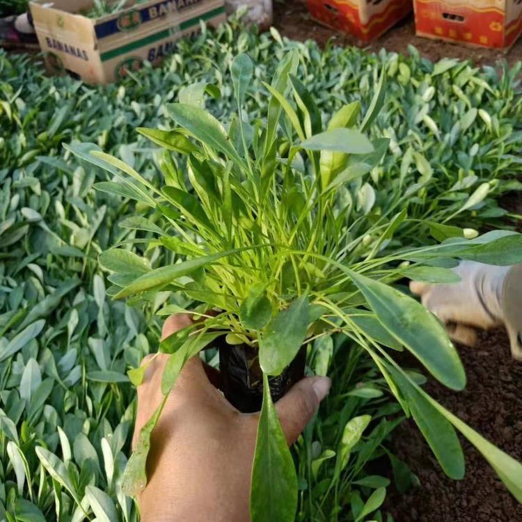 金鸡菊 金鸡菊批发商 基地供应