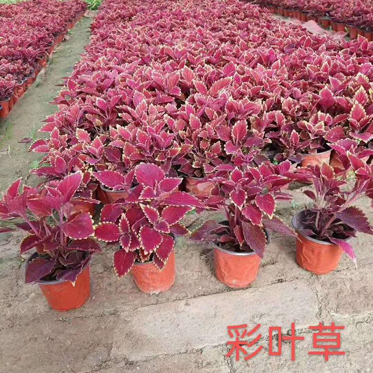 彩叶草批发商 种植基地直销彩叶草 彩叶草盆栽价格