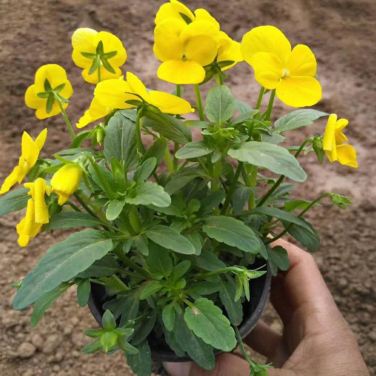 角堇双色盆 角堇花海苗种植基地 角堇双色盆大量种植