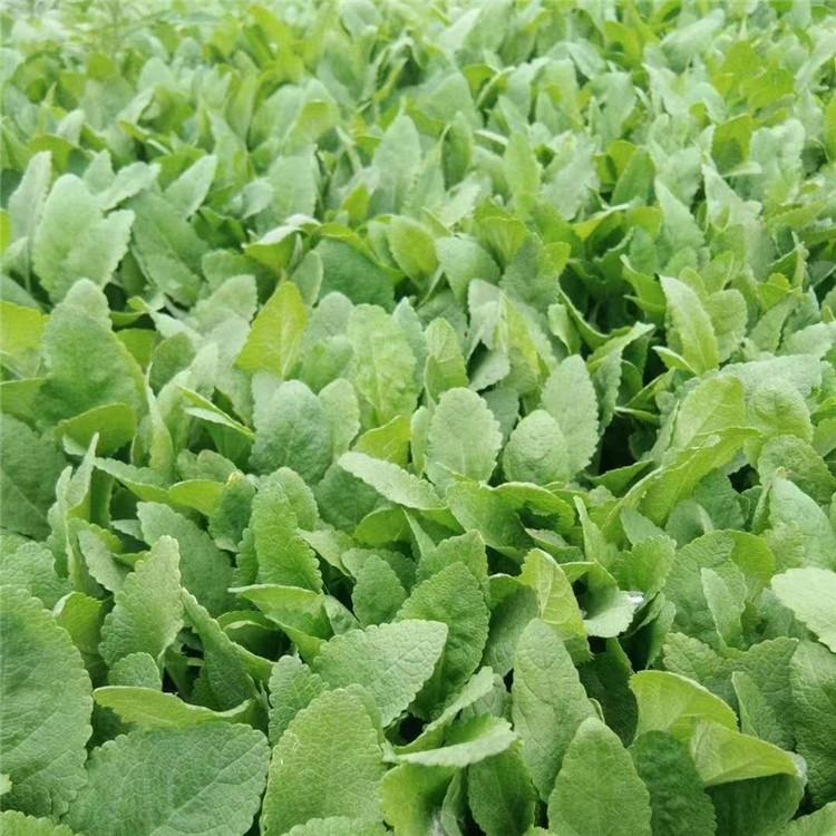 金鸡菊培育基地 长期供应金鸡菊  欢迎致电