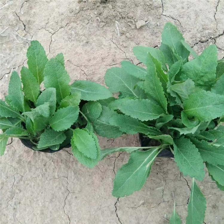 金鸡菊培育基地 潍坊金鸡菊  欢迎咨询