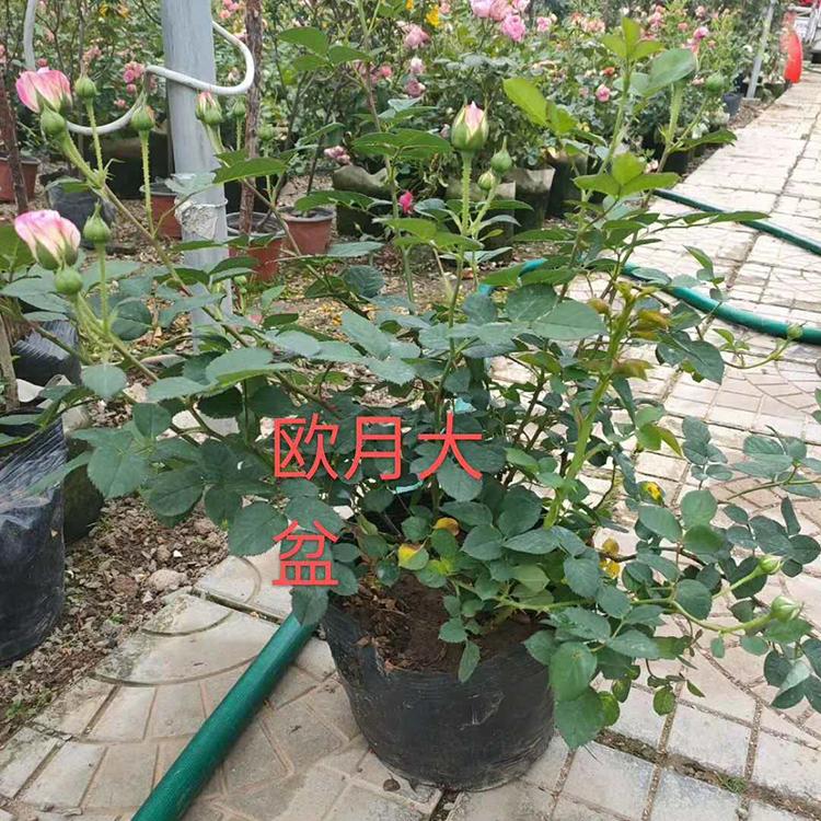 欧月 青州月季种植基地 欧月批售价格优惠