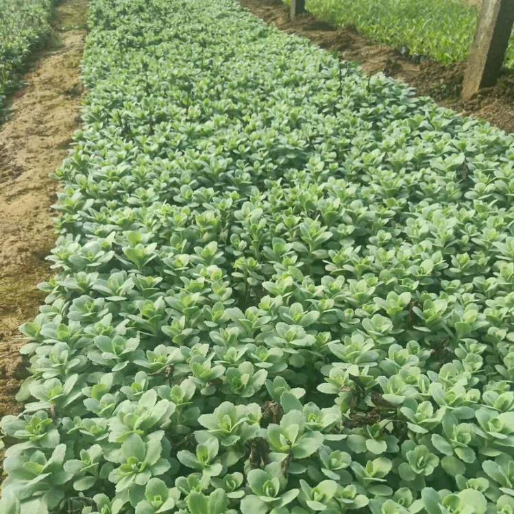 常年大量出售八宝景天    现货现发   批发价格实惠  欢迎咨询