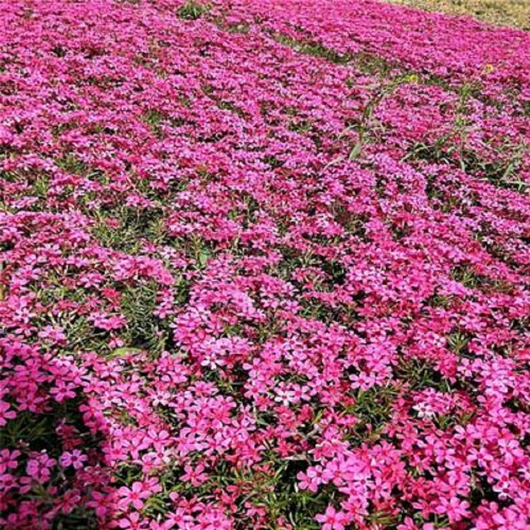 基地直销丛生福禄考  质量可靠  价格实惠   有意者电询