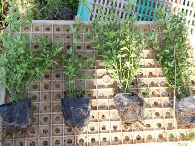 山东迎春花迎春花栅栏绿化迎春花篱笆围墙用苗迎春花花海用苗