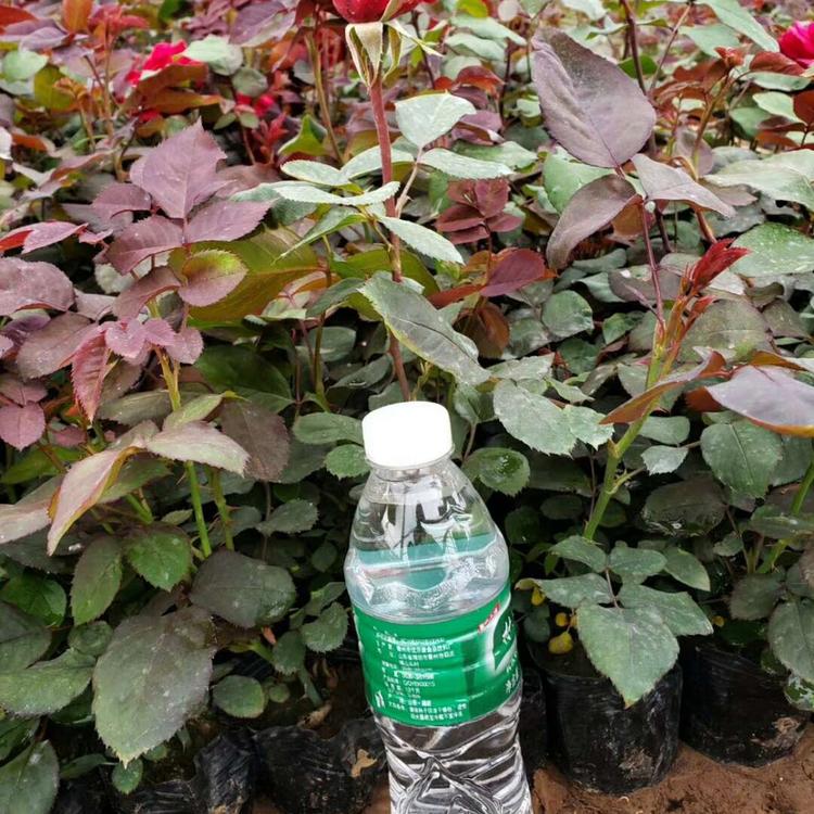 大量供应大花月季_大花月季基地_大花月季价格优惠