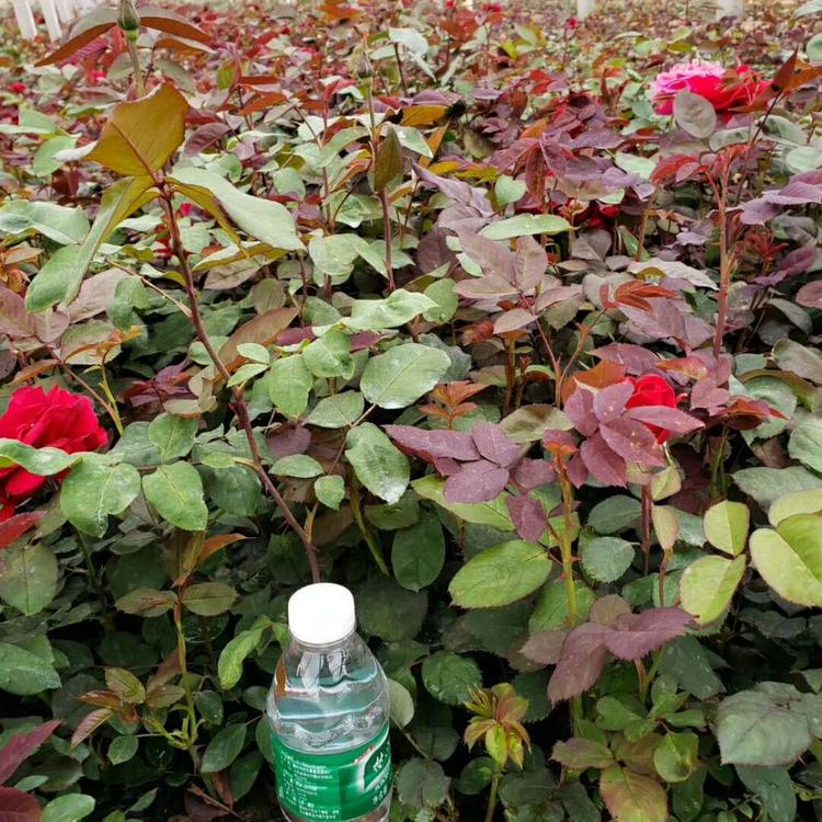 大花月季供应商   山东大花月季种植培育基地    大花月季批发