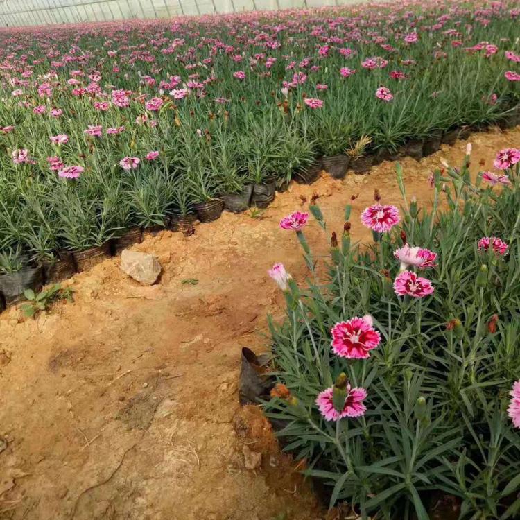 彩虹石竹盆苗 观赏彩虹石竹供应商 基地直销优良彩虹石竹
