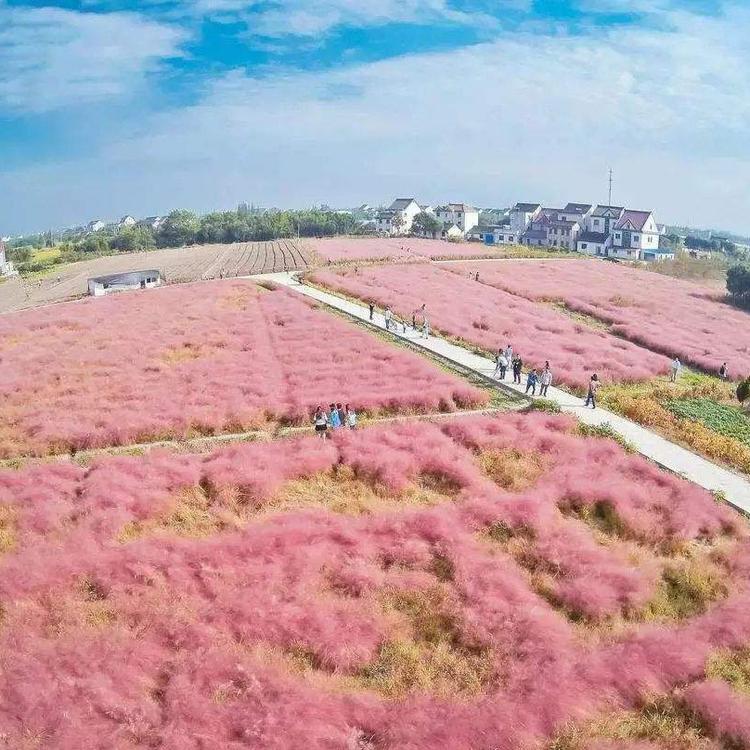 花海景观苗种植基地-批售粉黛乱子草  粉黛乱子草价格