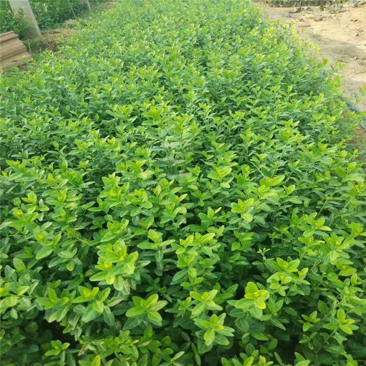 卫矛价格爬行卫矛基地卫矛现货供应卫矛球批发绿篱专用卫矛