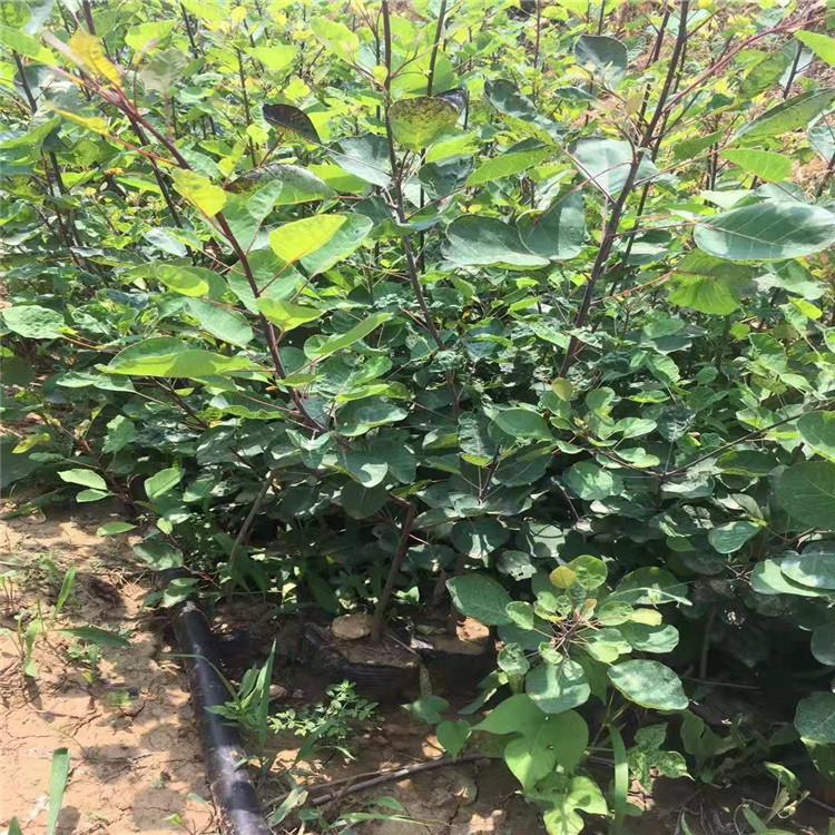 黄栌地栽苗价格基地供应黄栌纯正种苗黄栌江瑞园艺黄栌批发商