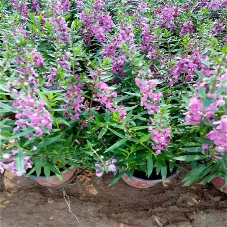 香彩雀基地 香彩雀价格香彩雀苗圃直供绿化专用香彩雀